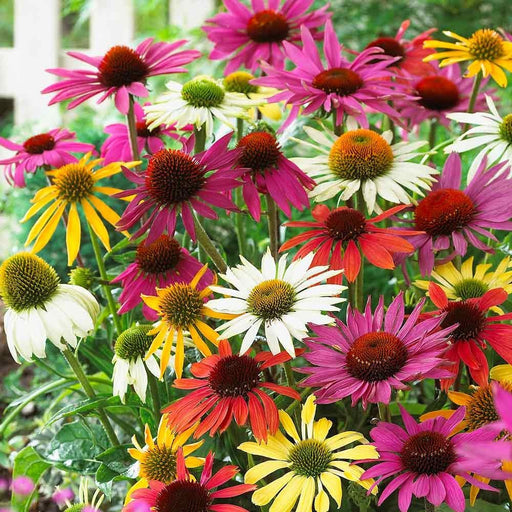 Echinacea - Butterfly Mixed ( 3 PLANTS) PERENNIAL - Caribbean garden seed