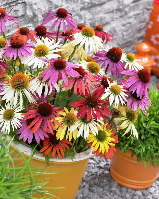 Echinacea - Butterfly Mixed ( 3 PLANTS) PERENNIAL - Caribbean garden seed