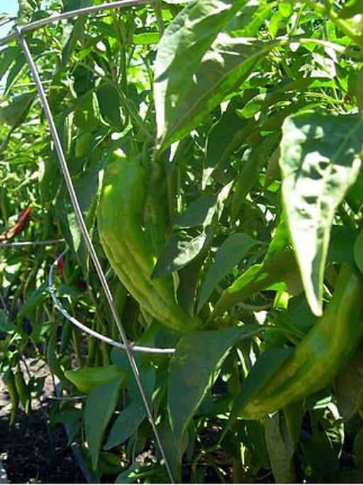 Spanish Spice Pepper  - LIVE PLANTS - Caribbean garden seed