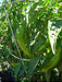 Spanish Spice Pepper  - LIVE PLANTS - Caribbean garden seed