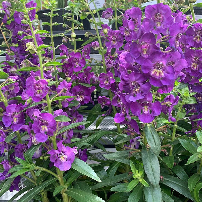 Angelonia Cascade Purple ( LIVE PLANT) Summer Snapdragon - Caribbean garden seed