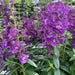 Angelonia Cascade Purple ( LIVE PLANT) Summer Snapdragon - Caribbean garden seed