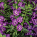 Angelonia Cascade Purple ( LIVE PLANT) Summer Snapdragon - Caribbean garden seed