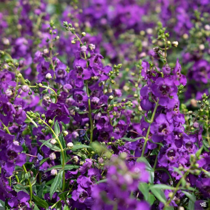 Angelonia Cascade Purple ( LIVE PLANT) Summer Snapdragon - Caribbean garden seed