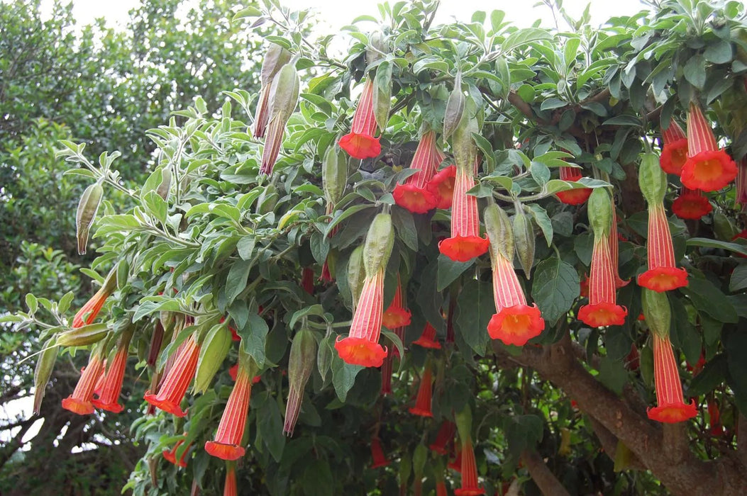 Angel Trumpet SEEDS - RED  Fragrant flowers - Caribbean garden seed