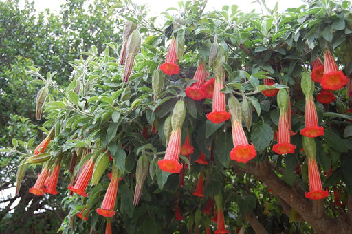 Angel Trumpet SEEDS - RED  Fragrant flowers - Caribbean garden seed