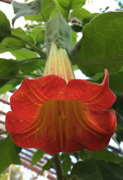 Angel Trumpet SEEDS - RED  Fragrant flowers - Caribbean garden seed
