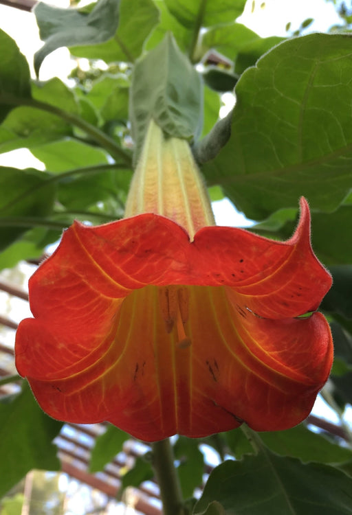 Angel Trumpet SEEDS - RED  Fragrant flowers - Caribbean garden seed