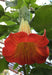 Angel Trumpet SEEDS - RED  Fragrant flowers - Caribbean garden seed