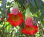 Angel Trumpet SEEDS - RED  Fragrant flowers - Caribbean garden seed