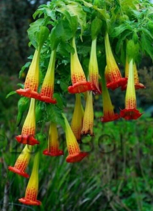 Angel Trumpet SEEDS - RED  Fragrant flowers - Caribbean garden seed