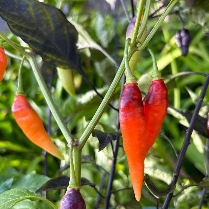 Aji Challuaruro PEPPER SEEDS ,Capsicum baccatum - Caribbean garden seed