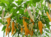 Aji Challuaruro PEPPER SEEDS ,Capsicum baccatum - Caribbean garden seed