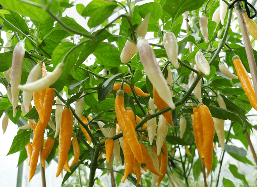Aji Challuaruro PEPPER SEEDS ,Capsicum baccatum - Caribbean garden seed