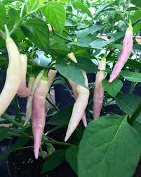 Aji Challuaruro PEPPER SEEDS ,Capsicum baccatum - Caribbean garden seed