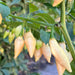 Aji Challuaruro PEPPER SEEDS ,Capsicum baccatum - Caribbean garden seed