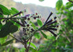 Cestrum tomentosum 'Black Beauty' PLANT SEEDS - Caribbean garden seed