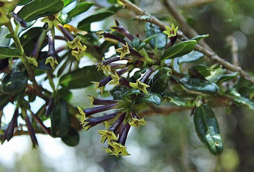 Cestrum tomentosum 'Black Beauty' PLANT SEEDS - Caribbean garden seed