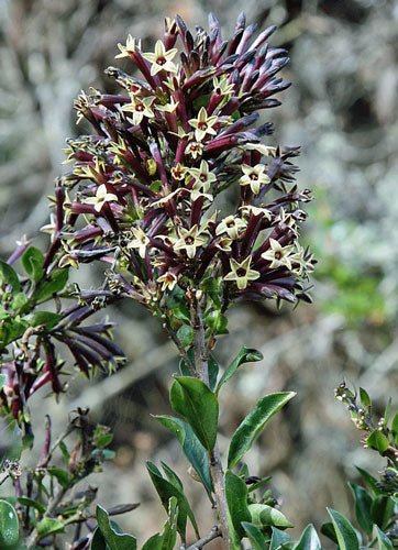 Cestrum tomentosum 'Black Beauty' PLANT SEEDS - Caribbean garden seed