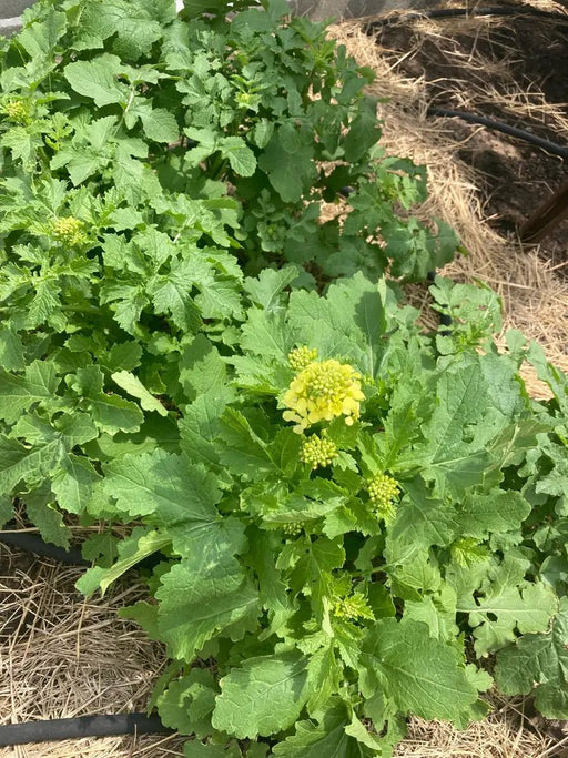 White Mustard SEEDS - annual Vegetable - Caribbean garden seed