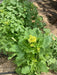 White Mustard SEEDS - annual Vegetable - Caribbean garden seed