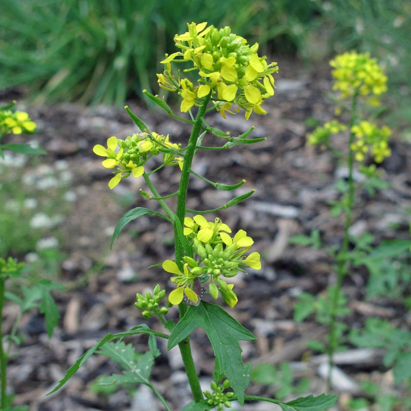 White Mustard SEEDS - annual Vegetable - Caribbean garden seed