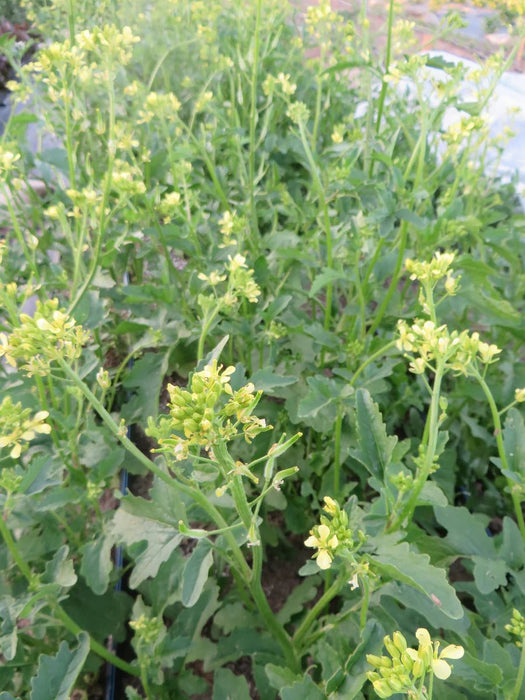 White Mustard SEEDS - annual Vegetable - Caribbean garden seed