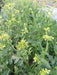 White Mustard SEEDS - annual Vegetable - Caribbean garden seed