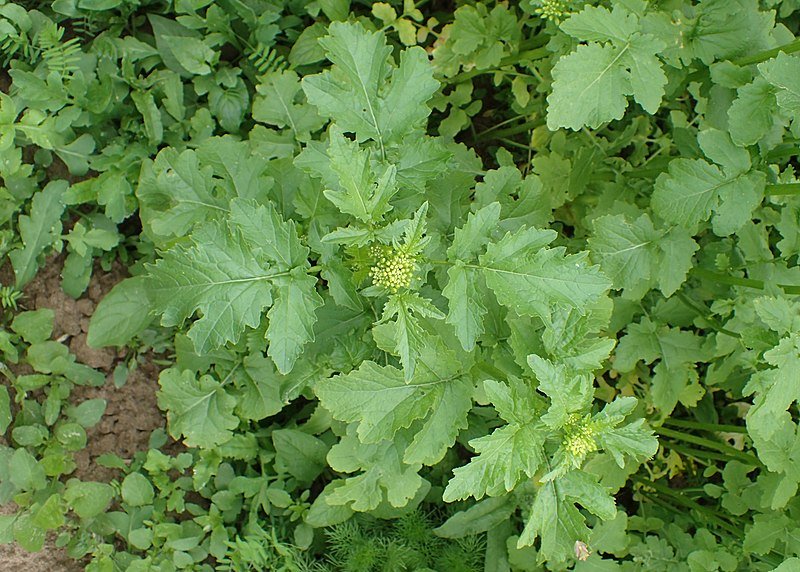 White Mustard SEEDS - annual Vegetable - Caribbean garden seed