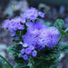 Live Plants,Ageratum, -Blue Mink, floss flower - Caribbean garden seed