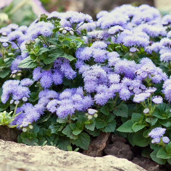 Live Plants,Ageratum, -Blue Mink, floss flower - Caribbean garden seed
