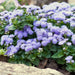 Live Plants,Ageratum, -Blue Mink, floss flower - Caribbean garden seed