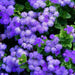 Live Plants,Ageratum, -Blue Mink, floss flower - Caribbean garden seed