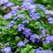 Live Plants,Ageratum, -Blue Mink, floss flower - Caribbean garden seed