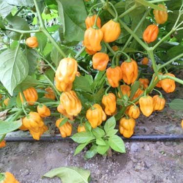 Habanero Madame Jeanette (Capsicum chinense) is a chili pepper native to Suriname. - Caribbean garden seed
