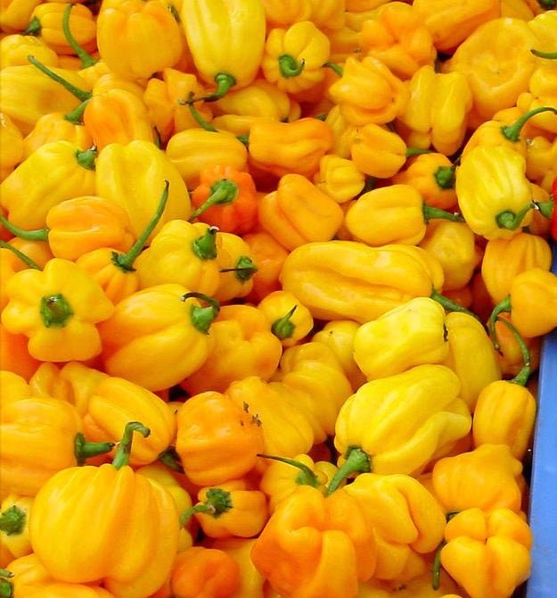 Habanero Madame Jeanette (Capsicum chinense) is a chili pepper native to Suriname. - Caribbean garden seed