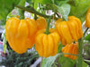 Habanero Madame Jeanette (Capsicum chinense) is a chili pepper native to Suriname. - Caribbean garden seed