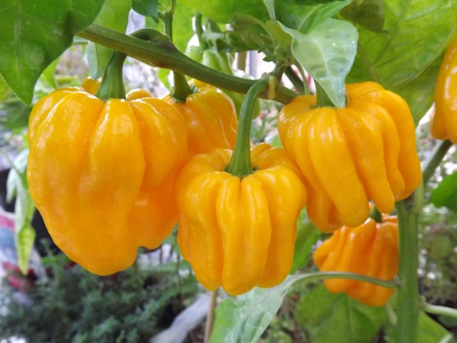 Habanero Madame Jeanette (Capsicum chinense) is a chili pepper native to Suriname. - Caribbean garden seed