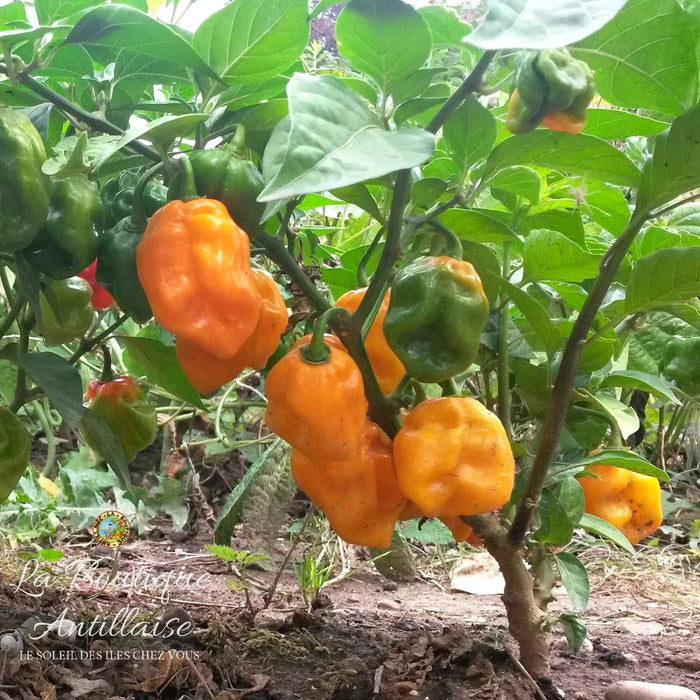 Habanero Madame Jeanette (Capsicum chinense) is a chili pepper native to Suriname. - Caribbean garden seed