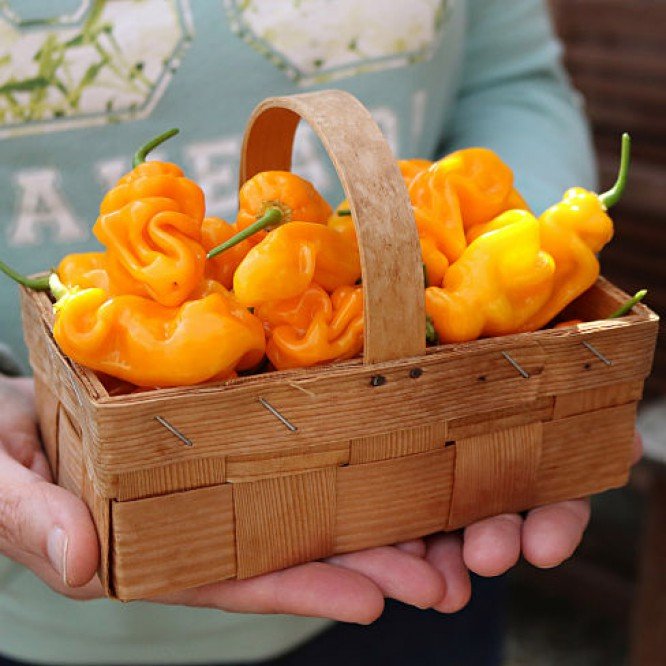 Habanero Madame Jeanette (Capsicum chinense) is a chili pepper native to Suriname. - Caribbean garden seed