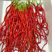 Thunder Mountain Longhorn ,HOT Pepper Seeds, FROM CHINA - Caribbean garden seed