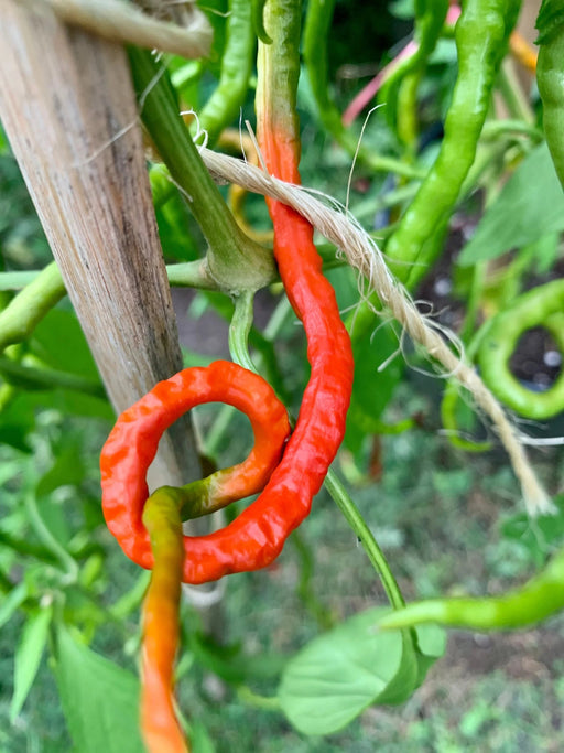 Thunder Mountain Longhorn ,HOT Pepper Seeds, FROM CHINA - Caribbean garden seed