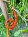 Thunder Mountain Longhorn ,HOT Pepper Seeds, FROM CHINA - Caribbean garden seed