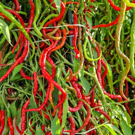 Thunder Mountain Longhorn ,HOT Pepper Seeds, FROM CHINA - Caribbean garden seed