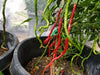 Thunder Mountain Longhorn ,HOT Pepper Seeds, FROM CHINA - Caribbean garden seed