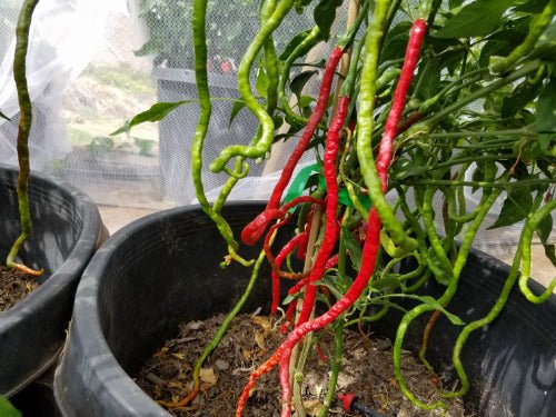 Thunder Mountain Longhorn ,HOT Pepper Seeds, FROM CHINA - Caribbean garden seed