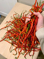 Thunder Mountain Longhorn ,HOT Pepper Seeds, FROM CHINA - Caribbean garden seed