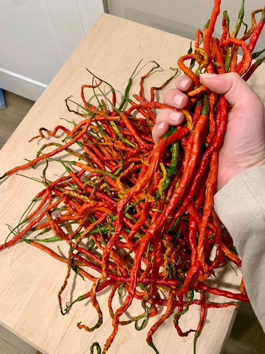 Thunder Mountain Longhorn ,HOT Pepper Seeds, FROM CHINA - Caribbean garden seed