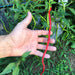 Thunder Mountain Longhorn ,HOT Pepper Seeds, FROM CHINA - Caribbean garden seed