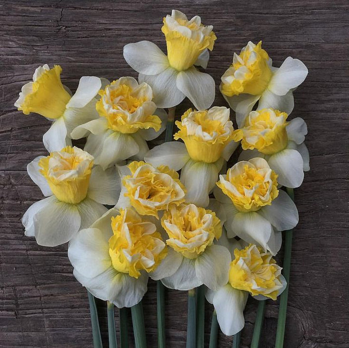 10 DAFFODIL BULBS - NARCISSUS LENNART - Caribbean garden seed